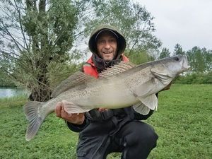Zander