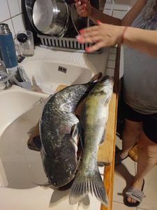 Dolphinfish