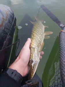 Northern Pike