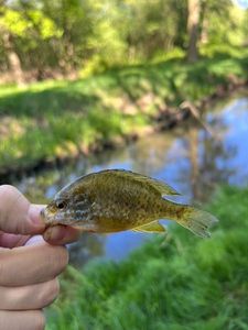 Green Sunfish