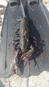 European Lobster