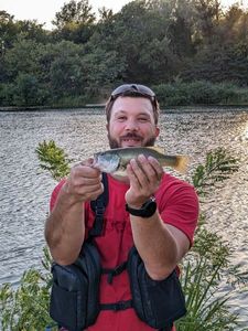 Largemouth Bass