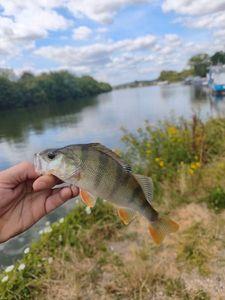 European Perch