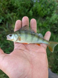 European Perch