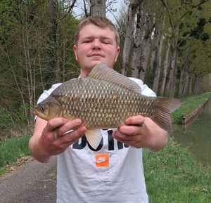 Prussian Carp