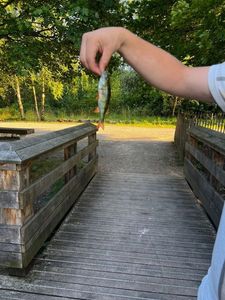 European Perch