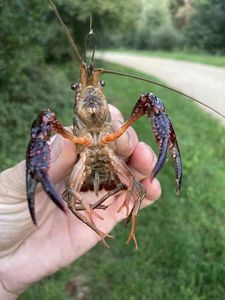 Red Swamp Crayfish