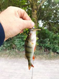 European Perch