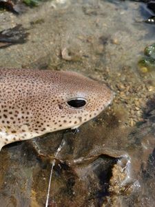 Lesser Spotted Dogfish (Small Spotted Catshark)