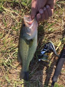 Smallmouth Bass