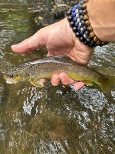 Brown Trout