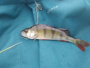 European Perch
