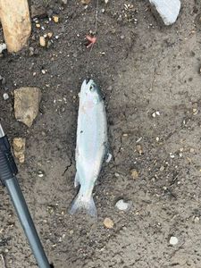 Rainbow Trout