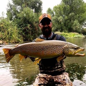 Brown Trout