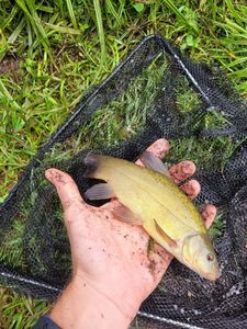 Tench