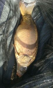Leather Carp