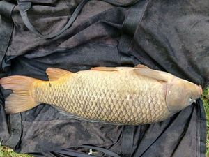 Common Carp