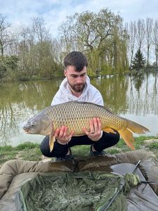 Common Carp