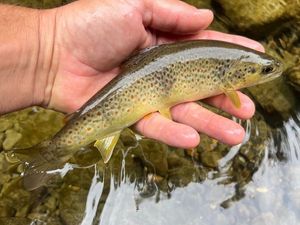 Brown Trout