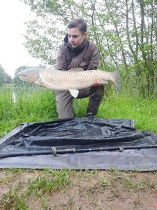Grass Carp