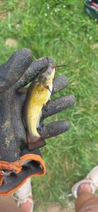 Black Bullhead