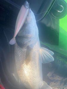 European Bass (Seabass)