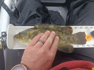 Ballan Wrasse