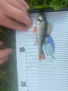 European Perch