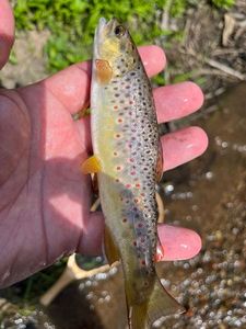 Brown Trout