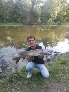 Northern Pike
