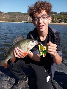 European Perch