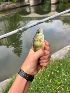 European Perch
