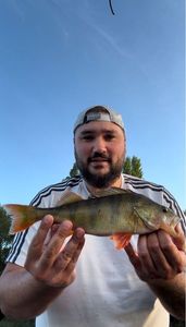 European Perch