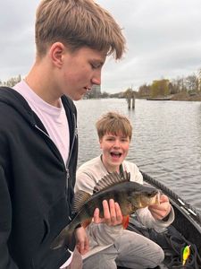 European Perch