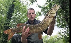 Northern Pike