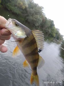 European Perch