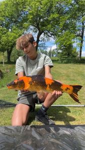 Koï Fish