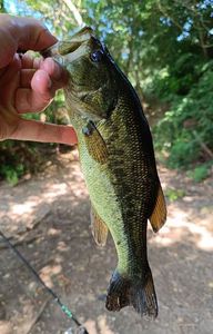 Largemouth Bass