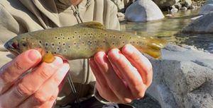 Brown Trout