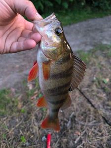 European Perch