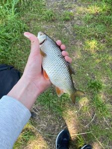 Roach