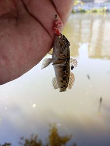 Round Goby