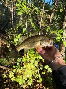 Largemouth Bass