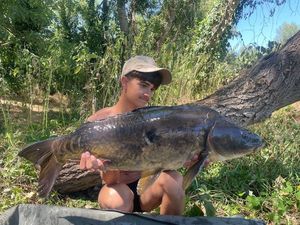 Mirror Carp