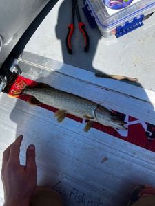 Northern Pike
