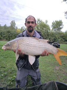 Common Carp