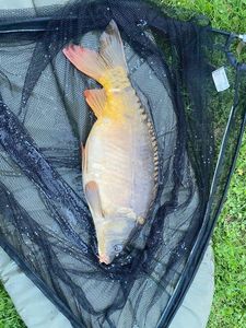 Mirror Carp
