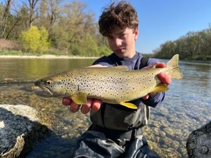 Brown Trout
