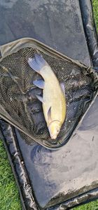 Tench