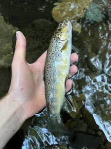 Brown Trout